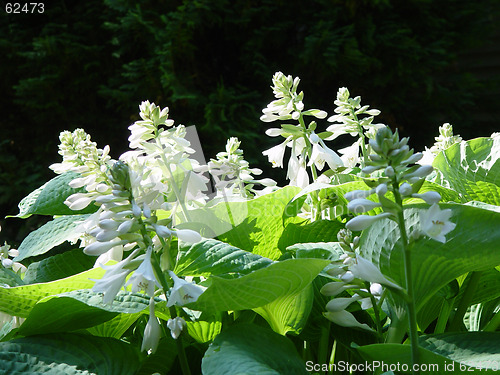 Image of Plantain lily