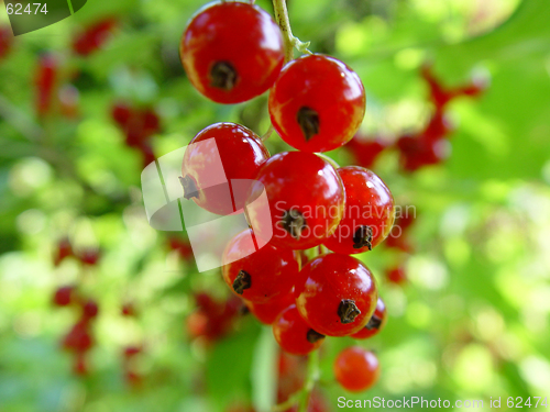 Image of Red currant