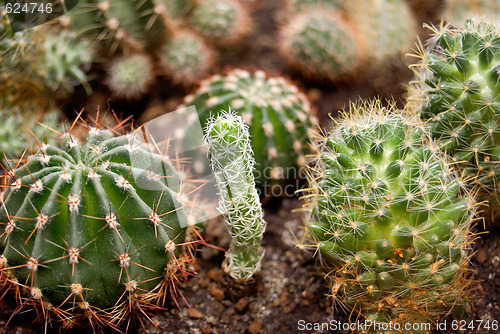 Image of Cactus