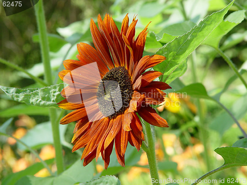 Image of Sunflower in the bloom