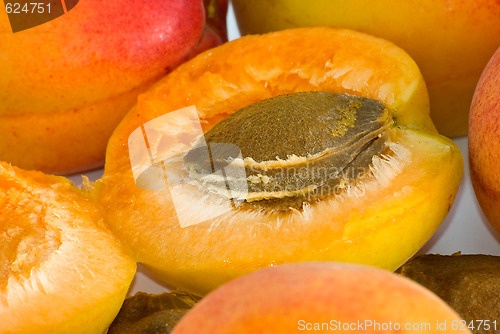 Image of Apricot nucleus