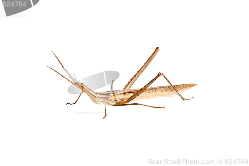 Image of Grasshopper