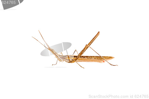 Image of Grasshopper