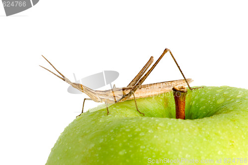 Image of Grasshopper on an apple