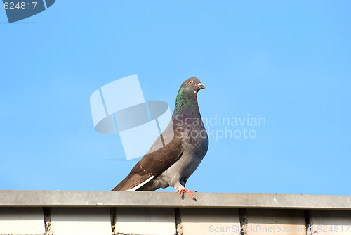 Image of Pigeon