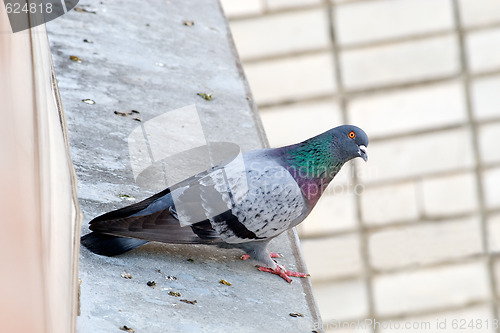 Image of Pigeon