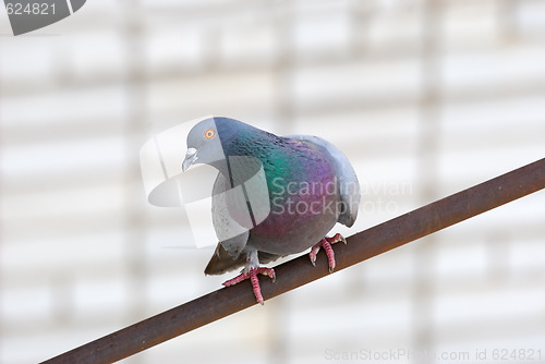 Image of Pigeon