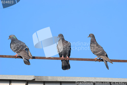 Image of Pigeons