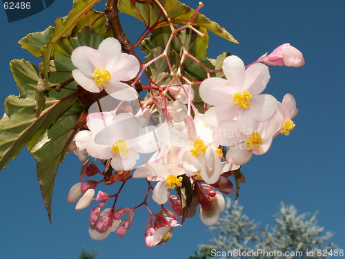 Image of Beautiful Begonia