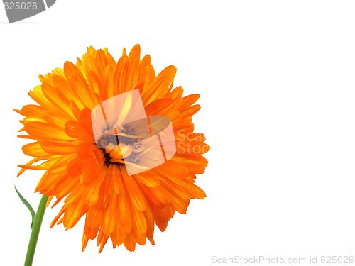 Image of gerbera