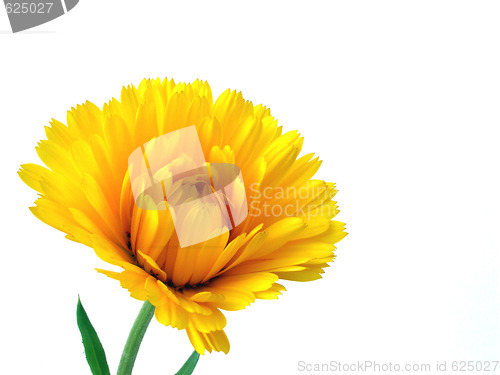 Image of gerbera