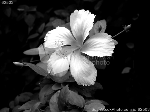 Image of WHITE FLOWER