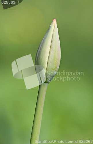 Image of Bud of a tulip