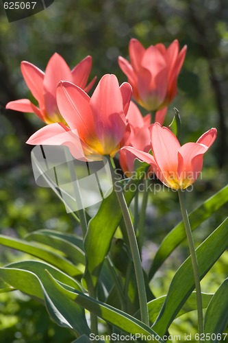 Image of Red tulips