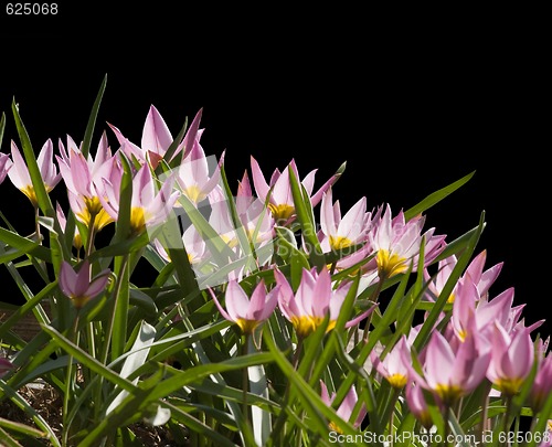 Image of Crocuses in backlight