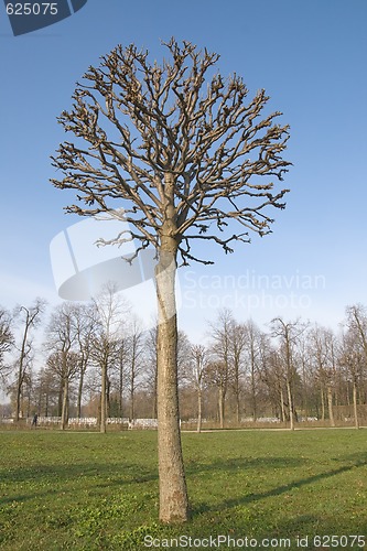 Image of Bare tree