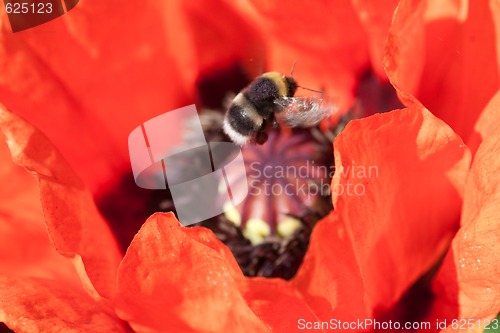 Image of bumble bee