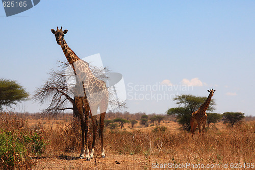 Image of Two giraffes in savanna