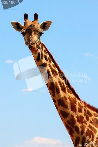 Image of Giraffe head on sky background