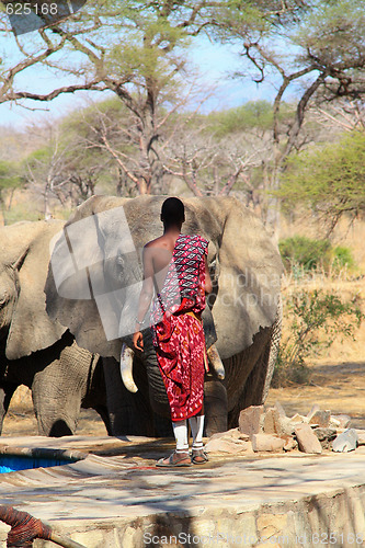Image of Masai guard towards wild elephant