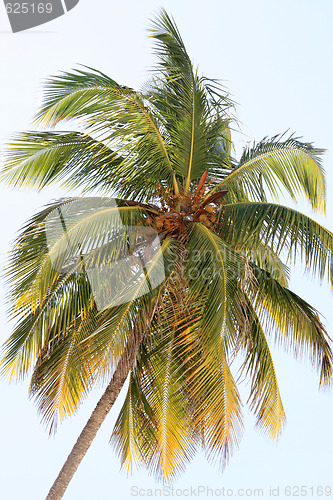 Image of coconut palm on sky background