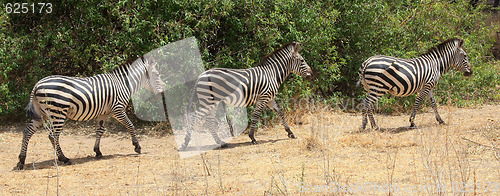 Image of three zebras walking