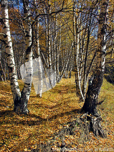 Image of Birch alley in the autumn