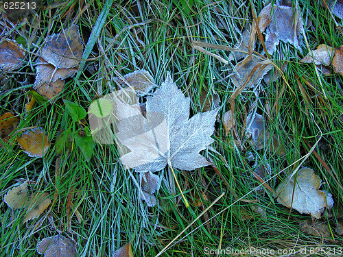 Image of The first frost