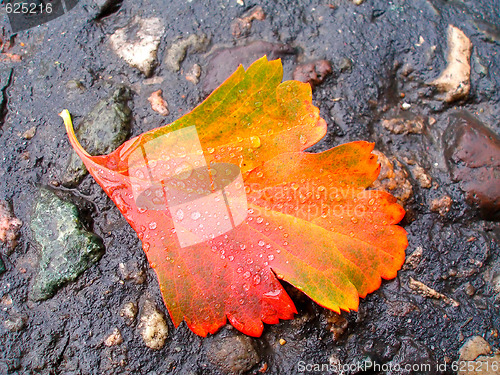 Image of Leaf of spiraea