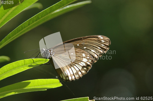 Image of butterfly