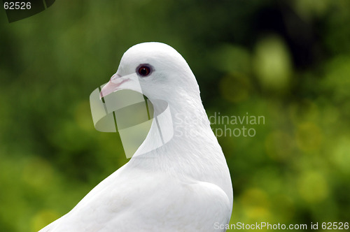 Image of pigeon