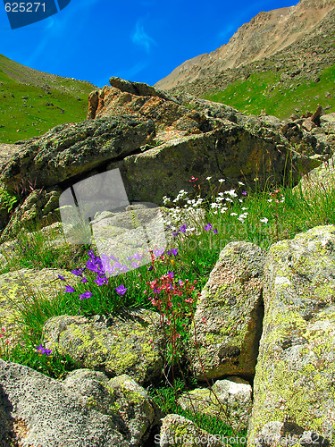 Image of Mountain flowers