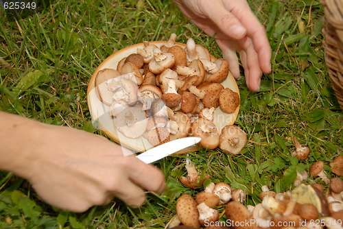 Image of Mushrooms on the plate