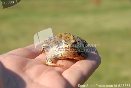 Image of toad