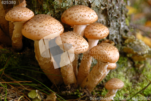 Image of mushrooms in forest