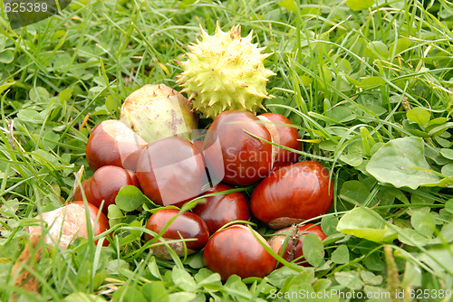 Image of Chestnuts in grass