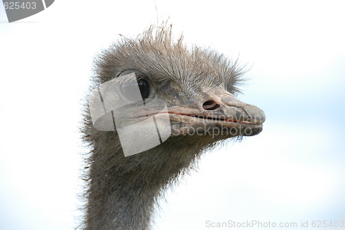 Image of ostrich