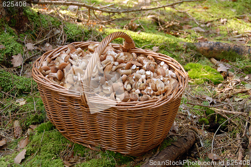 Image of Mushrooms in big basket