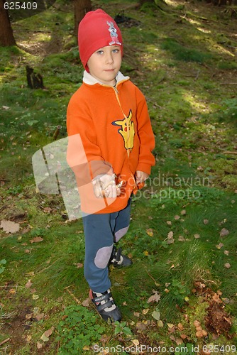 Image of mushrooms in hand