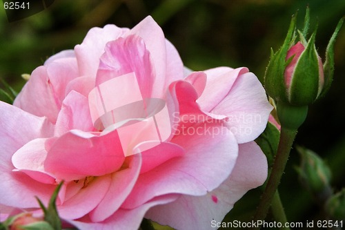 Image of pink rose