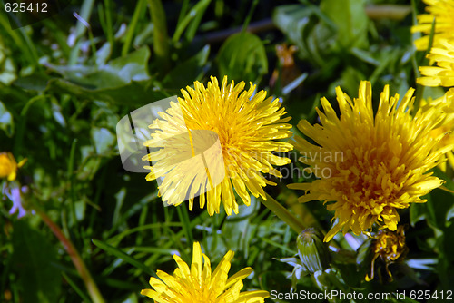 Image of Dandelions