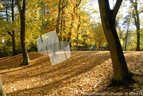 Image of Autumn in an park