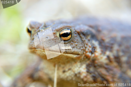 Image of eye of frog
