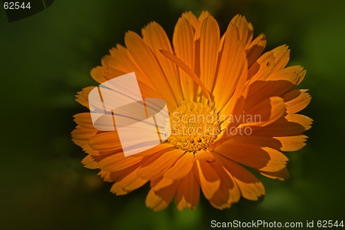 Image of orange aster