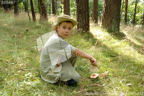 Image of A boy picking mushrooms in a forest.