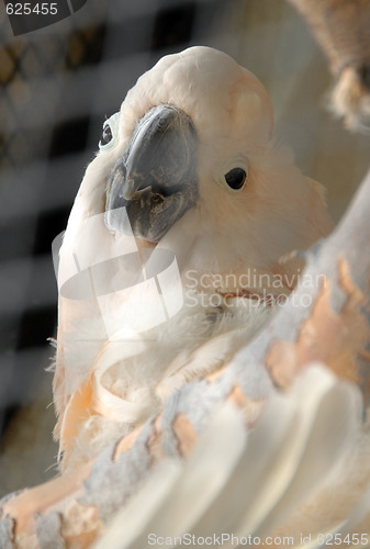 Image of White parrot