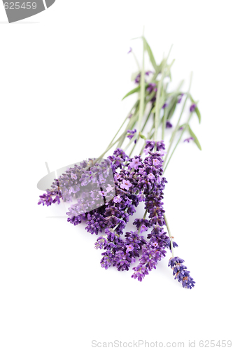 Image of lavender flowers