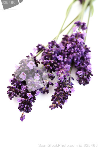 Image of lavender flowers