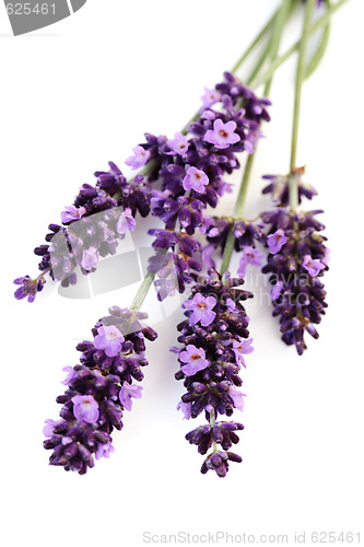 Image of lavender flowers