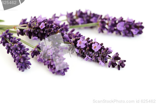 Image of lavender flowers